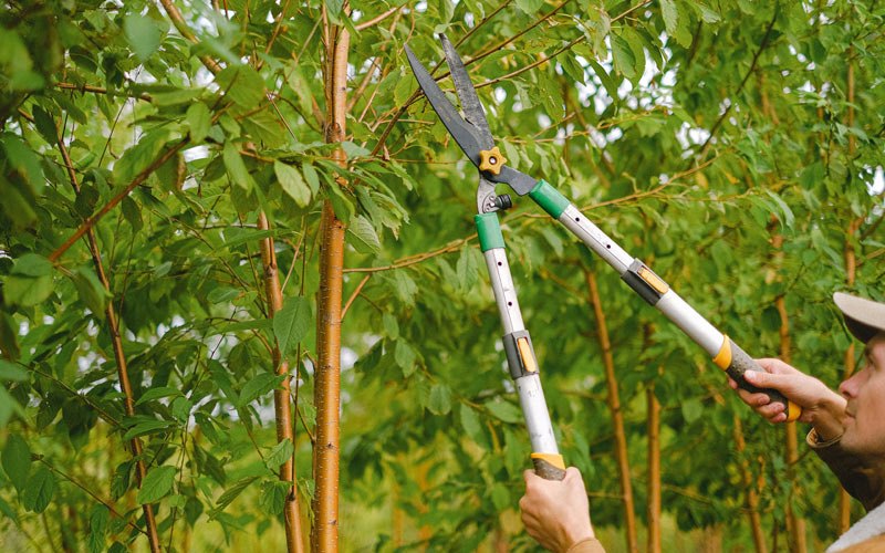 Tree trimming in Fishers Island, NY