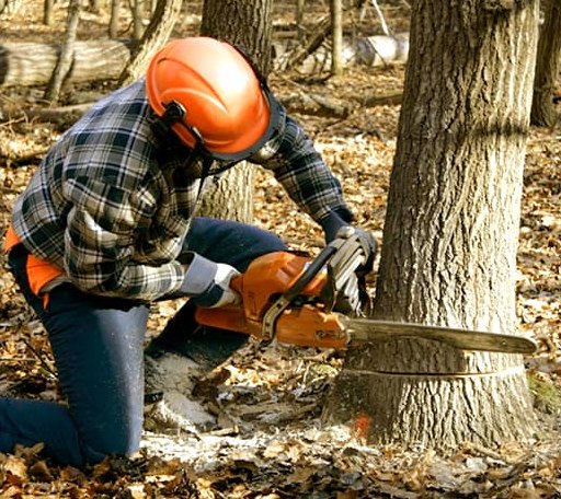 Tree Removal in Fishers Island, NY